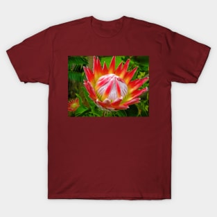 King Protea, South Africa T-Shirt